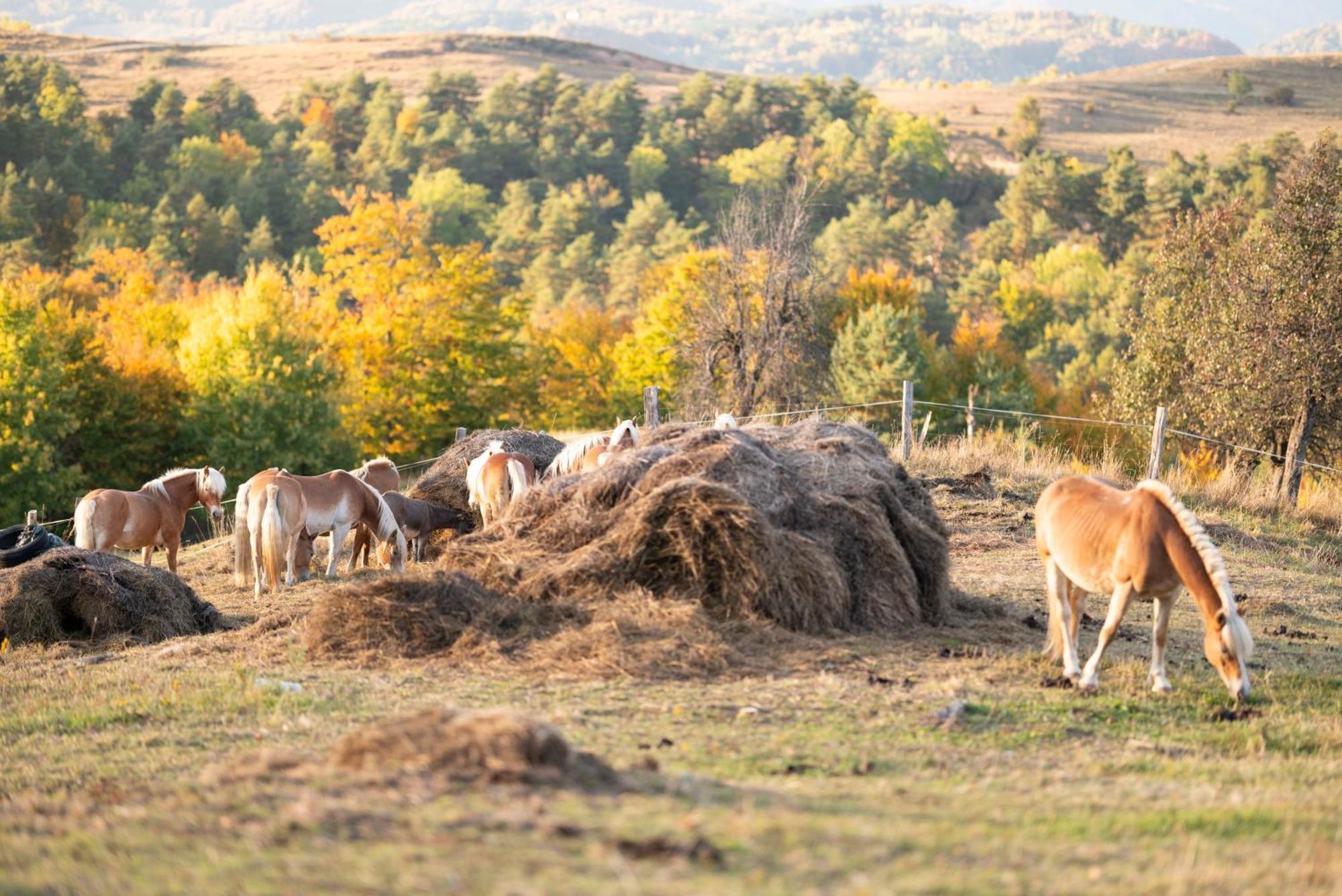 Potcoava Mountain Hideaway Hotel Runcu  Kültér fotó